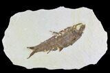 Fossil Fish (Knightia) - Wyoming #108310-1